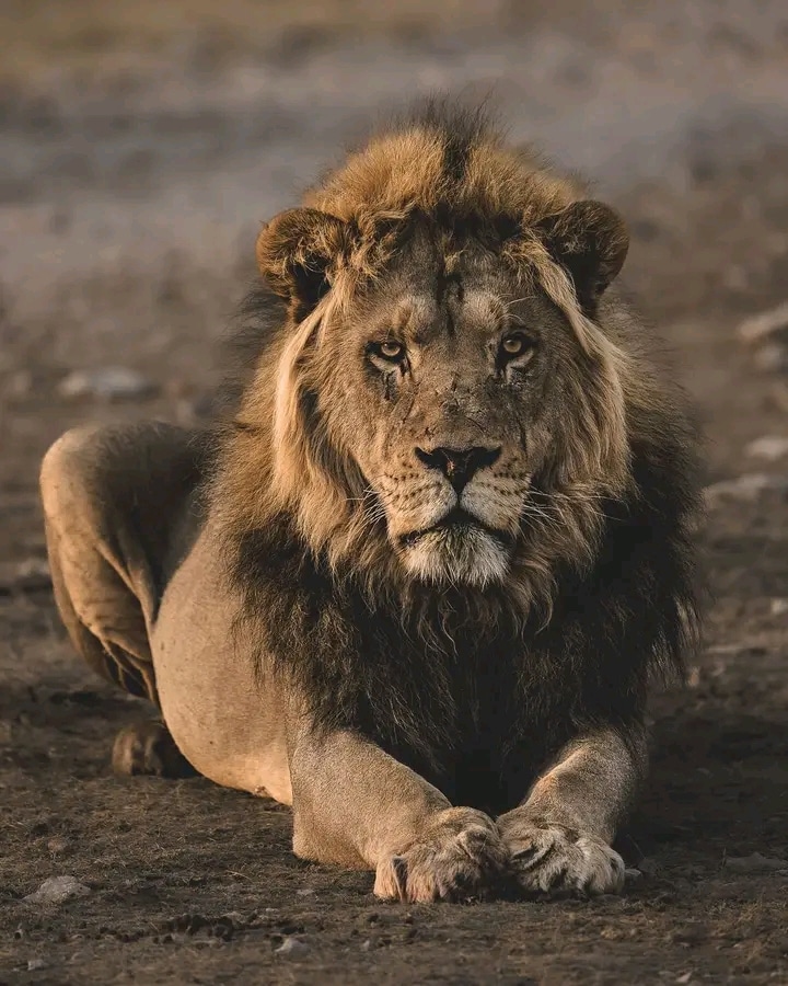 About Tanzania Safari Trips