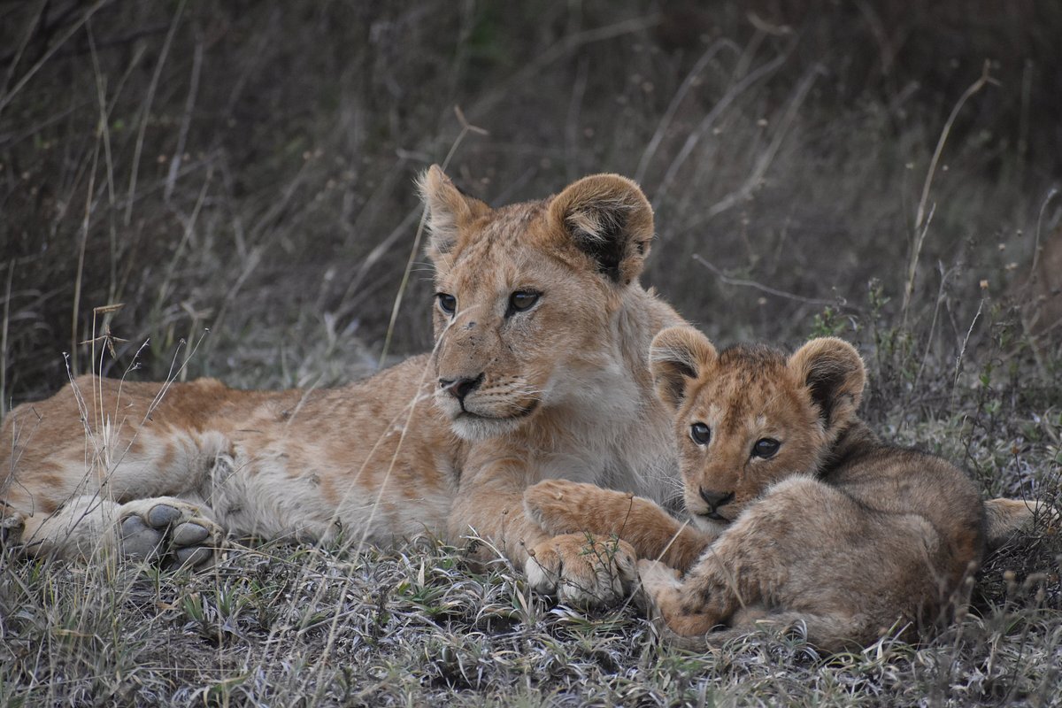 Discover Tanzania: Tailored Adventures and Unforgettable Journeys